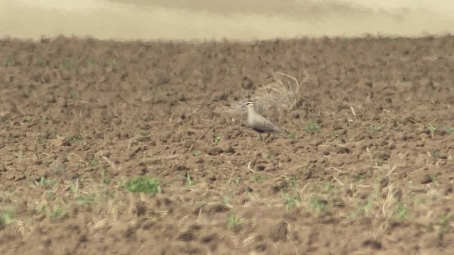 קיווית להקנית - ML457660181