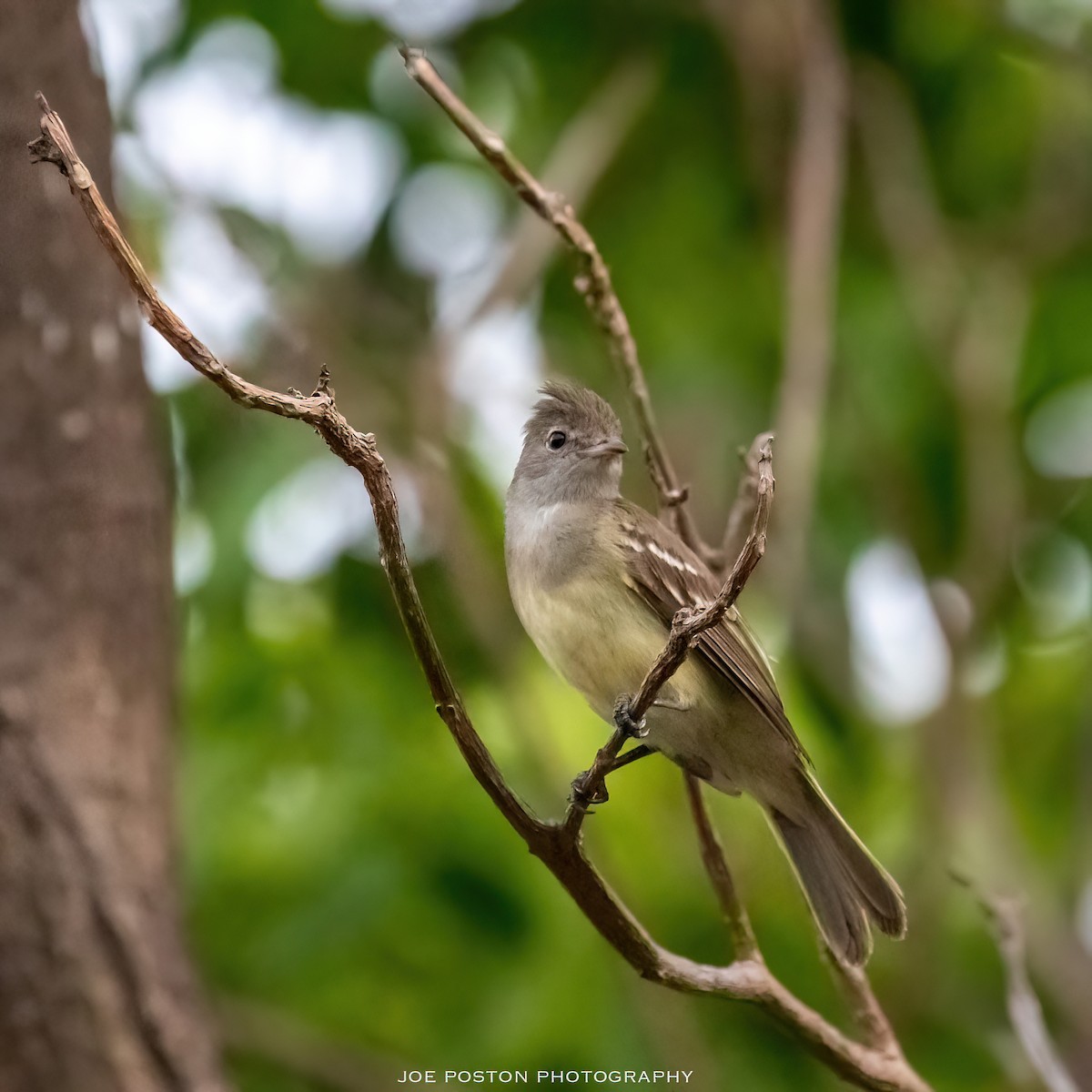 Yellow-bellied Elaenia - Joe Poston