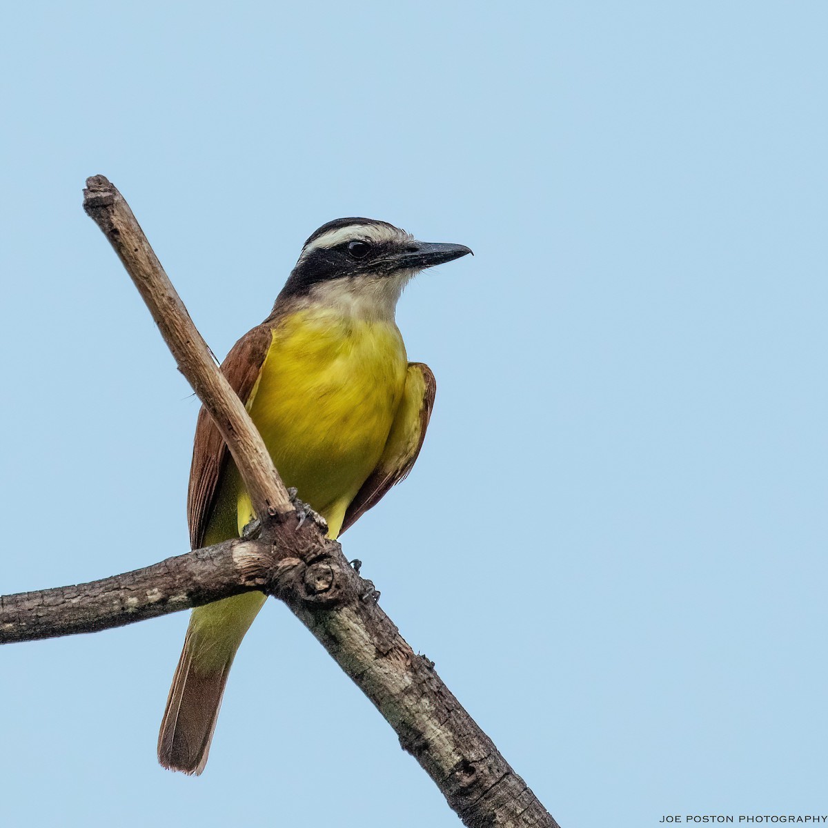 Great Kiskadee - Joe Poston