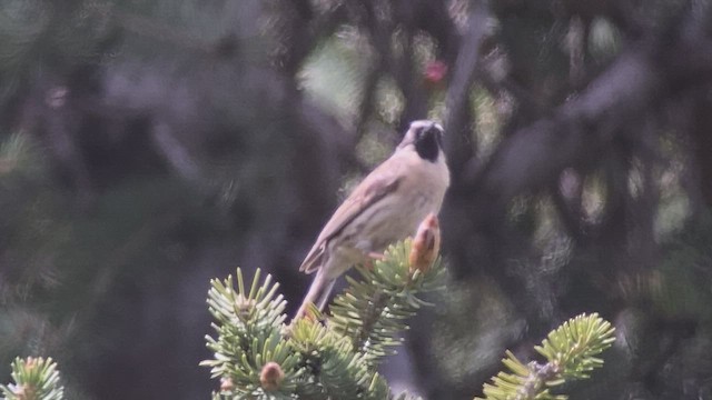 Black-throated Accentor - ML457662471