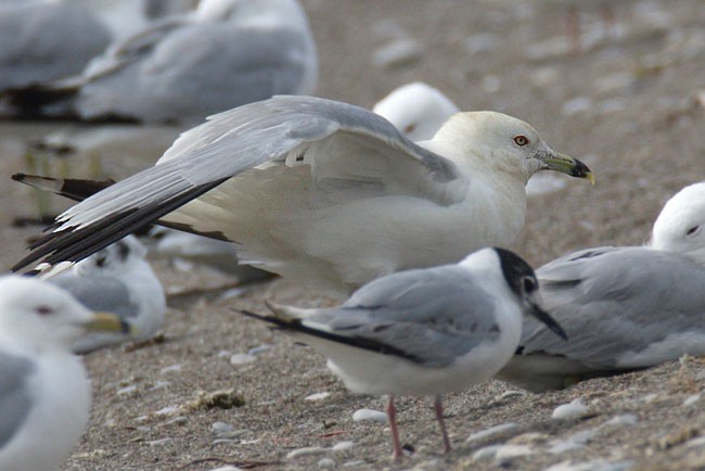 Ring-billed Gull - Brandon Holden