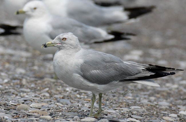 Ring-billed Gull - Brandon Holden
