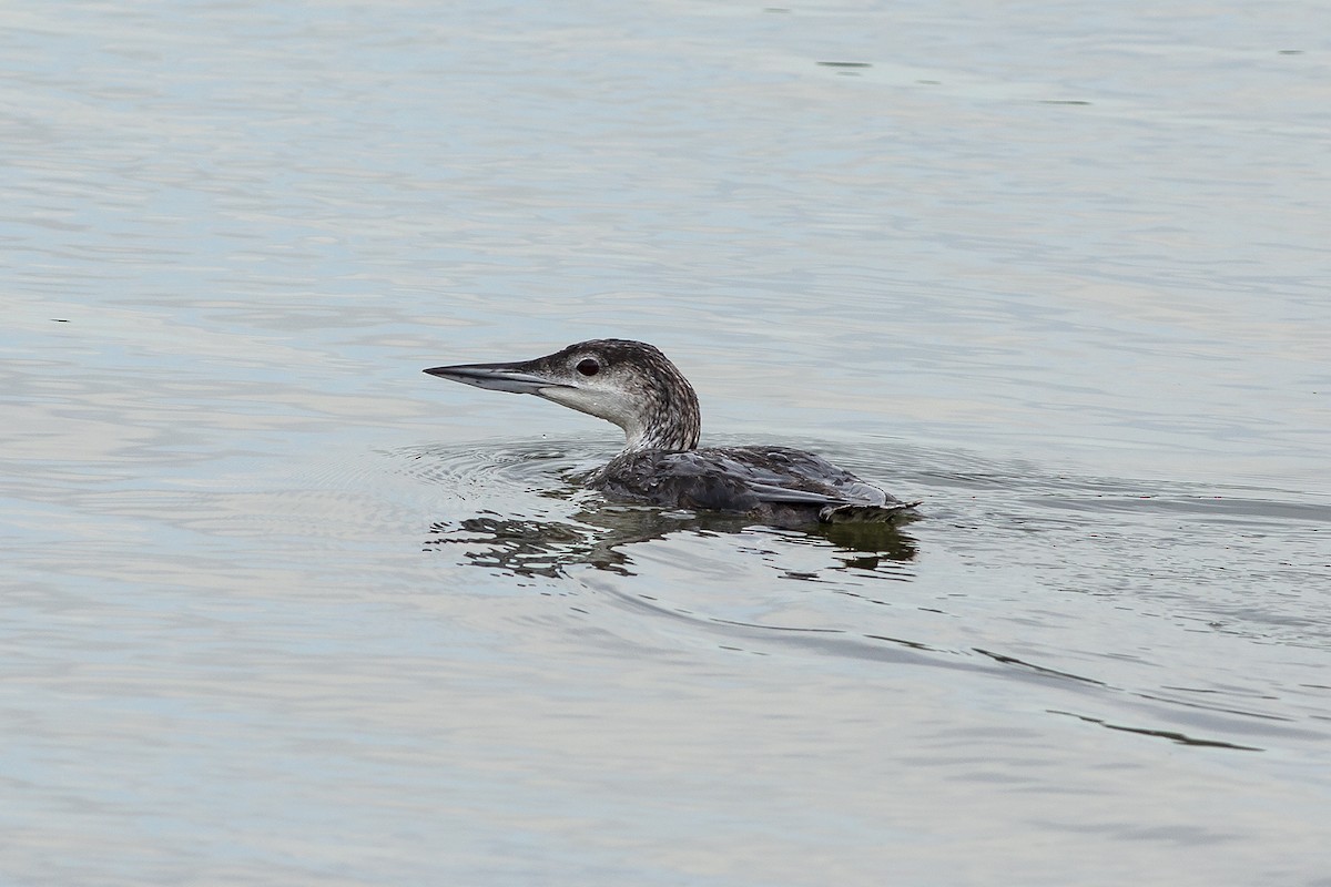 Common Loon - Martin Wall