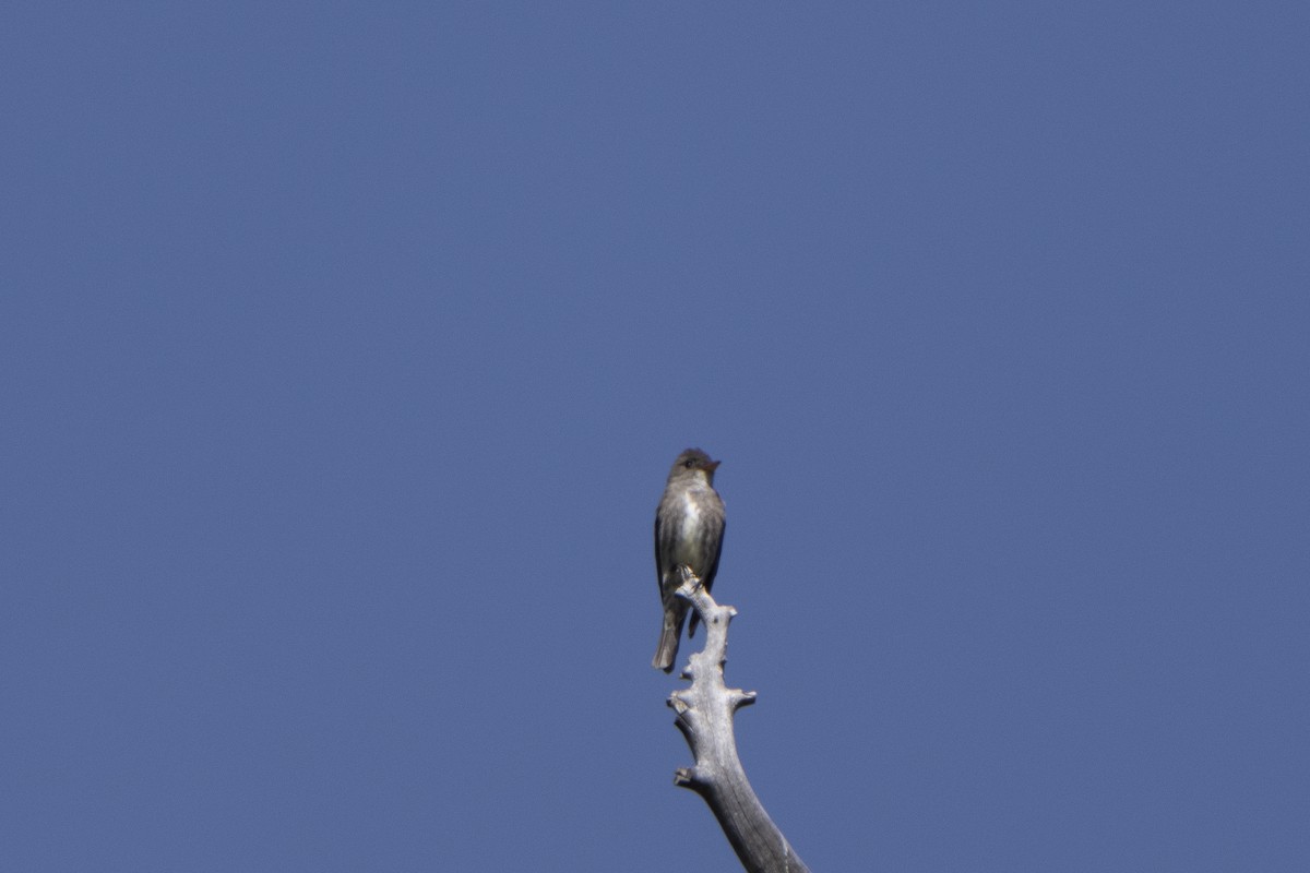 Olive-sided Flycatcher - ML457663691