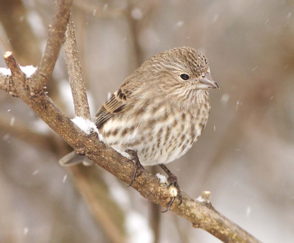 House Finch - Dave Spier
