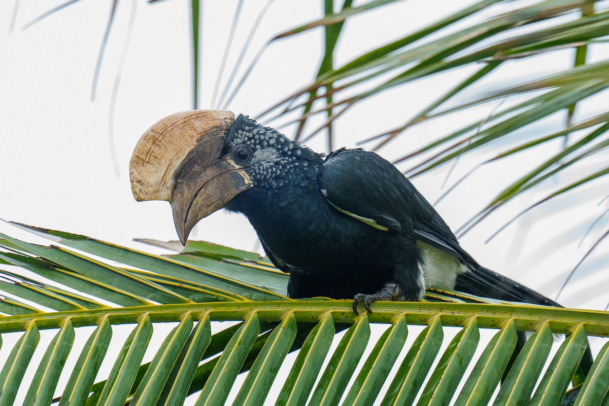 Silvery-cheeked Hornbill - ML457664191