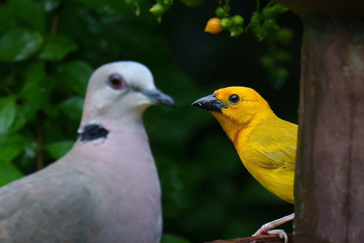 Golden Palm Weaver - ML457664241