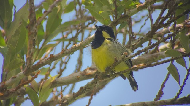 Elegant Tit - ML457665511