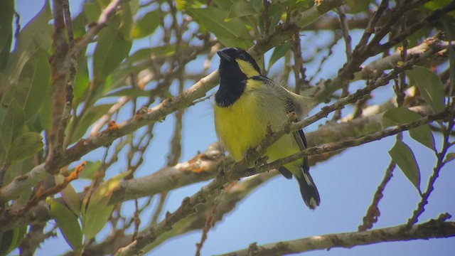 Elegant Tit - ML457666231