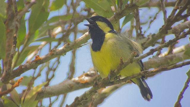 Elegant Tit - ML457666381