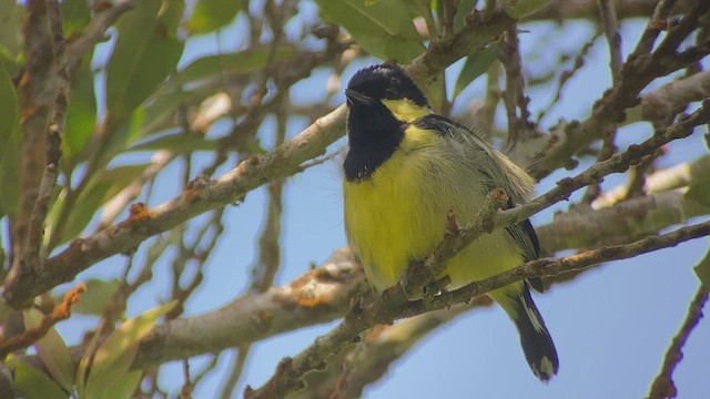 Elegant Tit - ML457666431