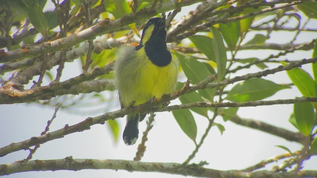 Elegant Tit - ML457666461