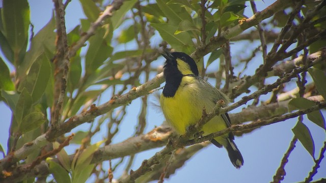 Elegant Tit - ML457666541