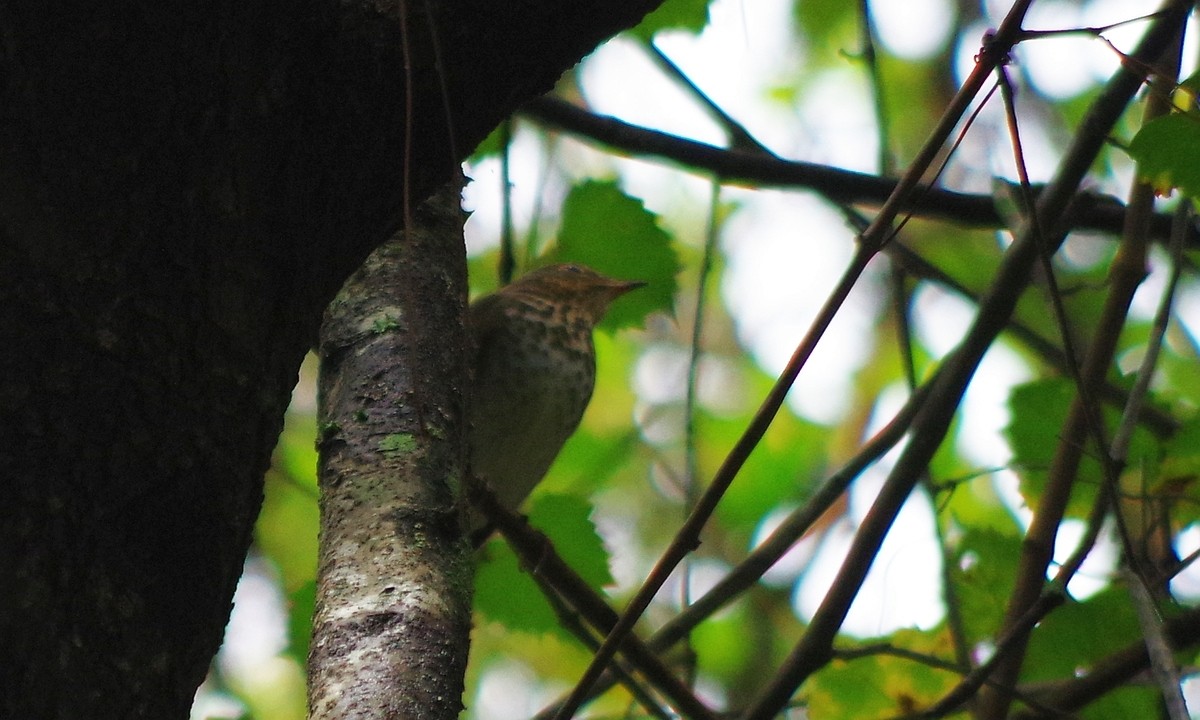 Swainson's Thrush - ML45766661