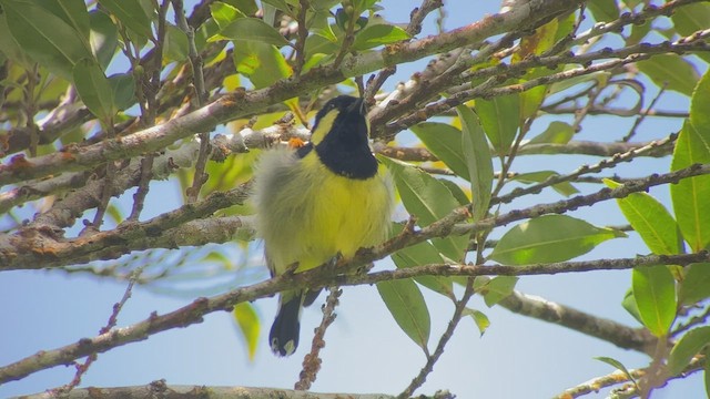 Elegant Tit - ML457666611