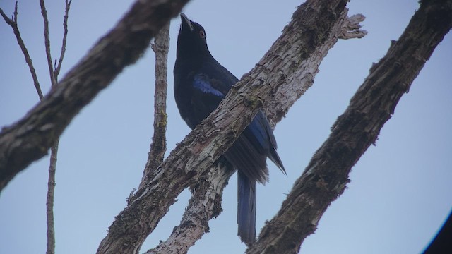 Irène à ventre bleu - ML457668231