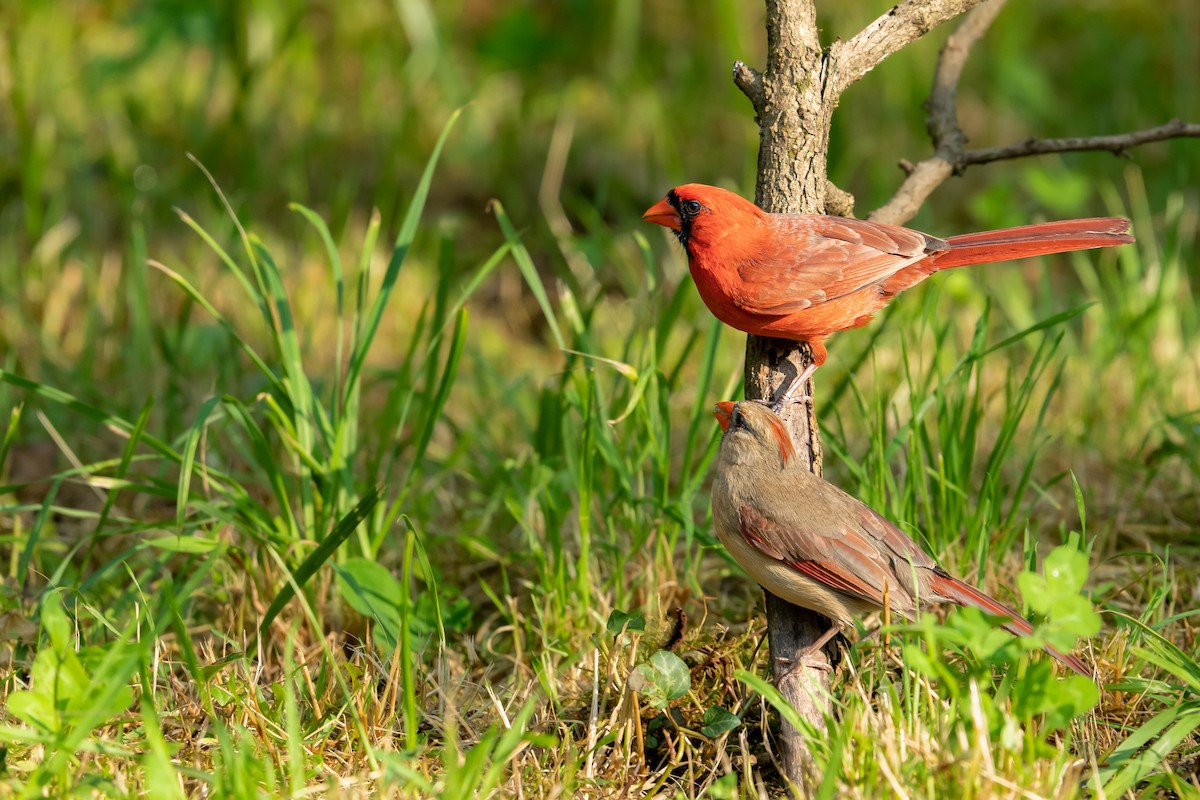 Cardenal Norteño - ML457668411