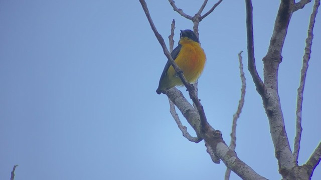 Orange-bellied Flowerpecker - ML457669051