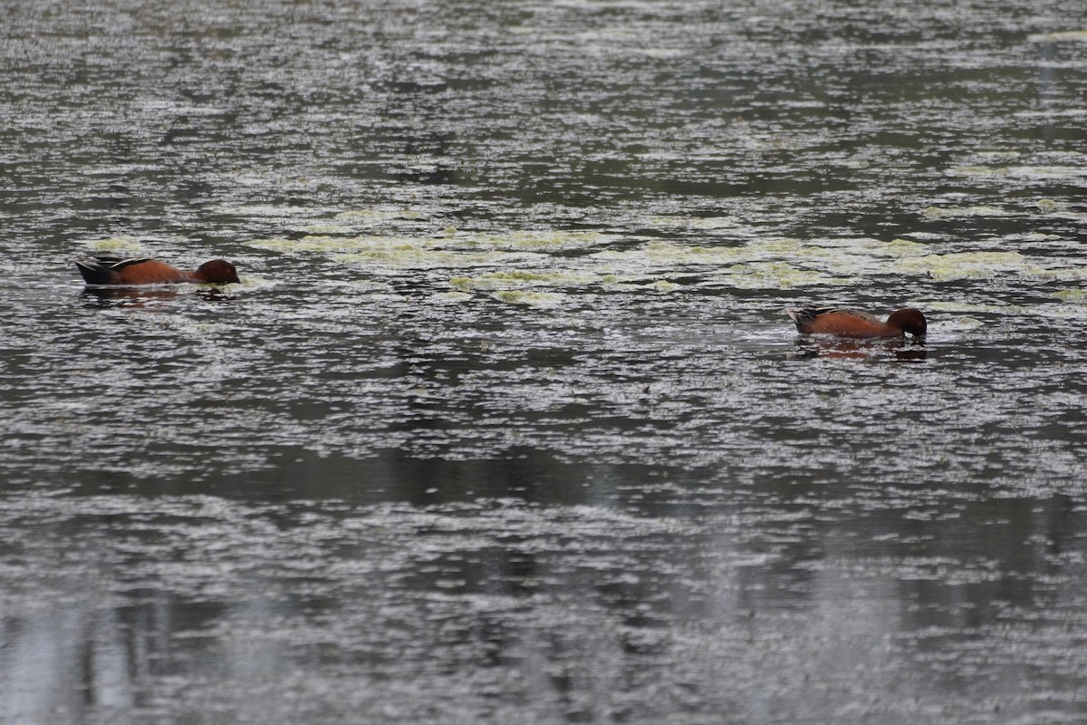 Cinnamon Teal - Bruce Bosdet