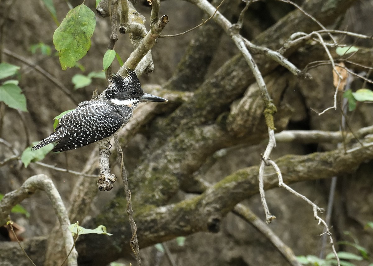 Crested Kingfisher - ML457670691
