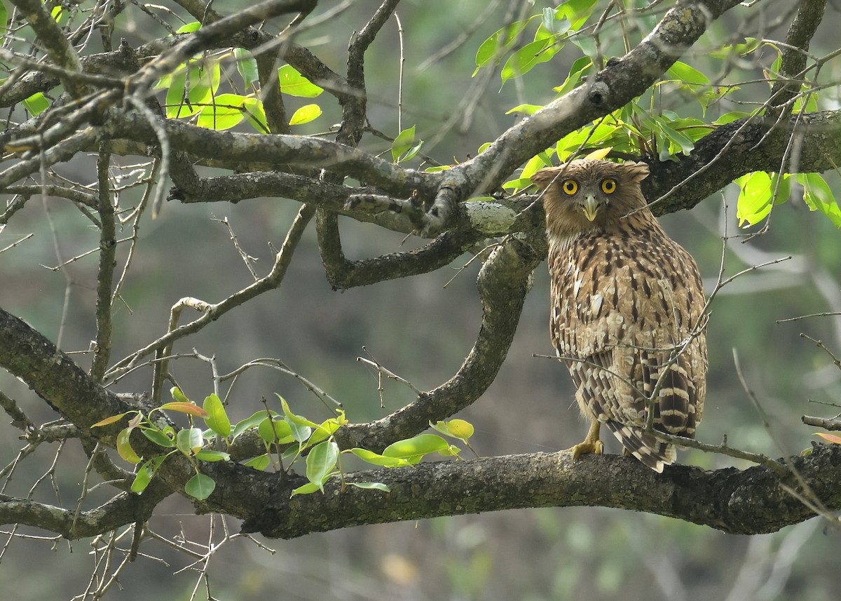 Brown Fish-Owl - Mallika Rajasekaran