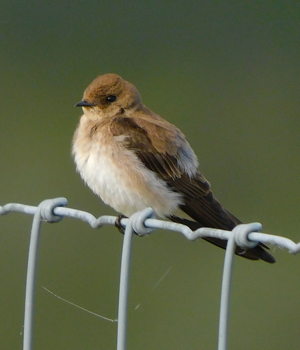 Northern Rough-winged Swallow - ML457671281