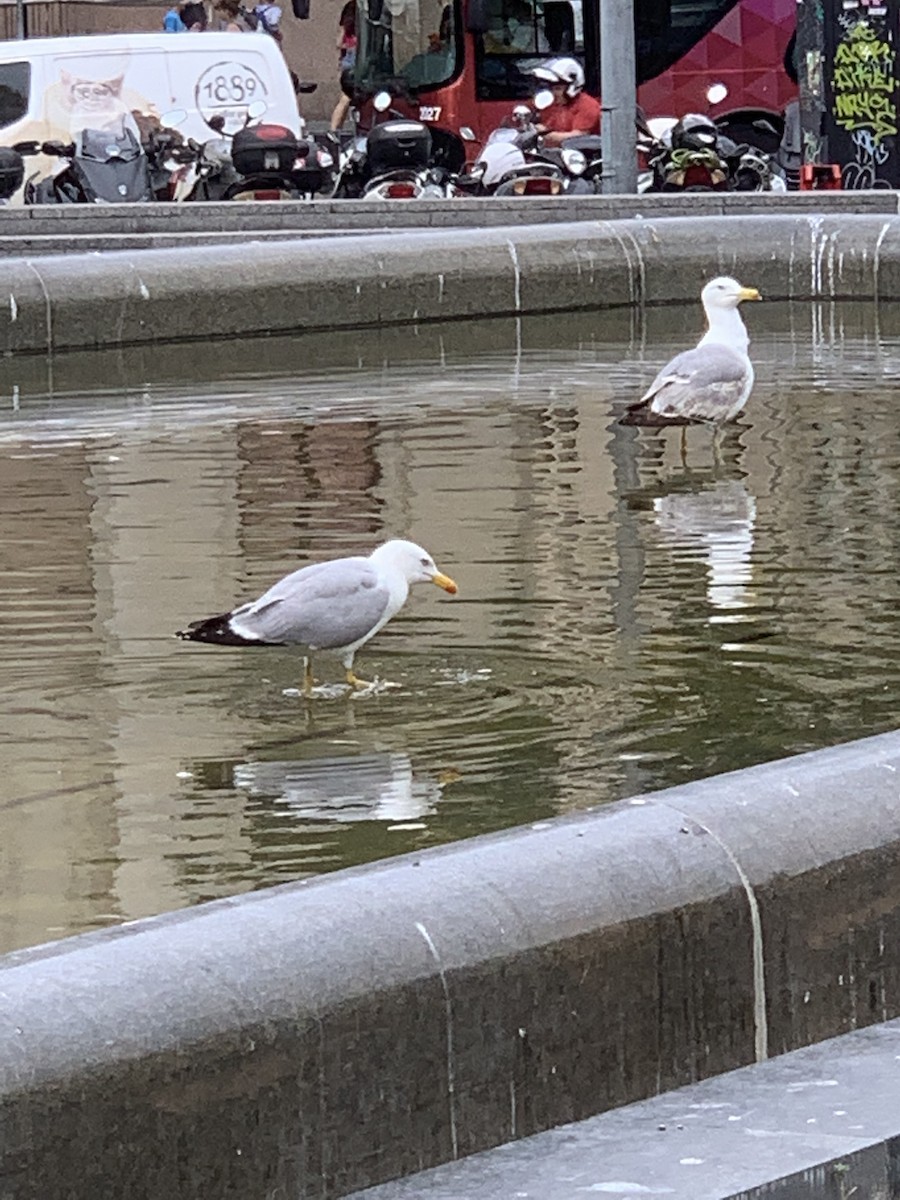 Yellow-legged Gull - ML457673551