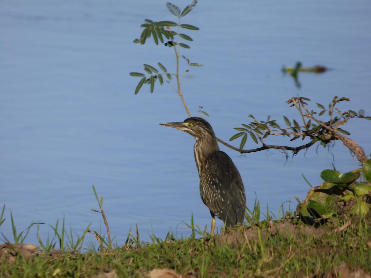 Striated Heron - ML45767371