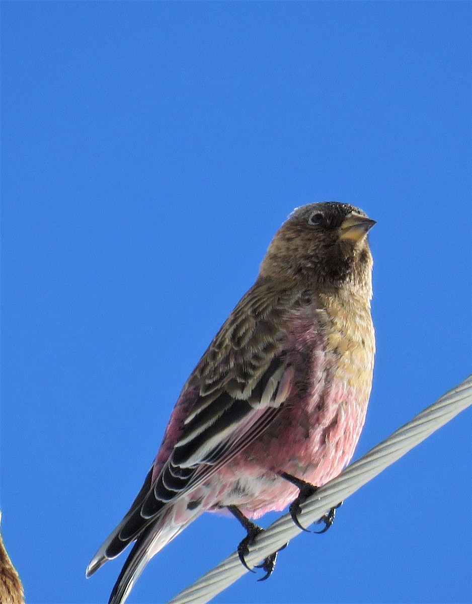 Brown-capped Rosy-Finch - Flocking Around