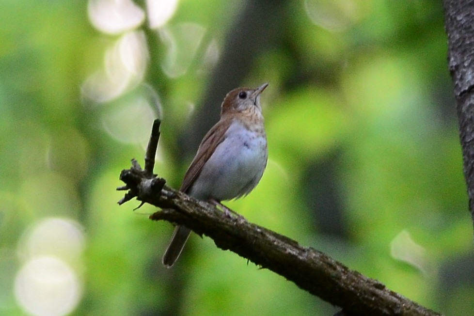 Veery - Bart Wickel