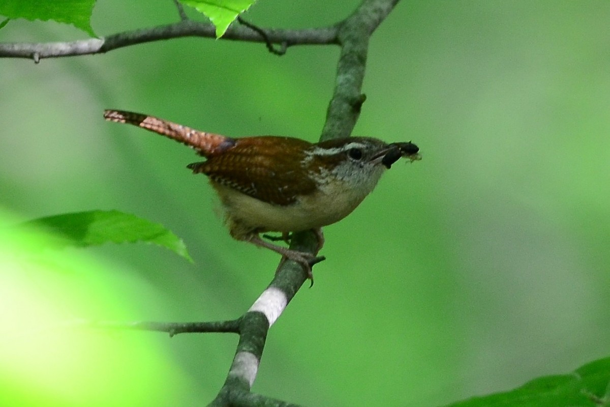 Carolina Wren - Bart Wickel