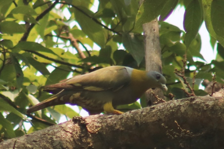 Yellow-footed Green-Pigeon - ML457675241
