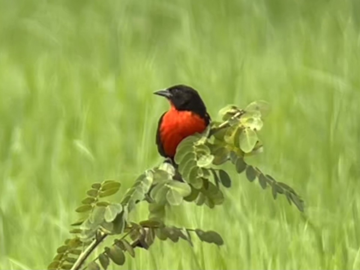 Red-breasted Meadowlark - ML457675651