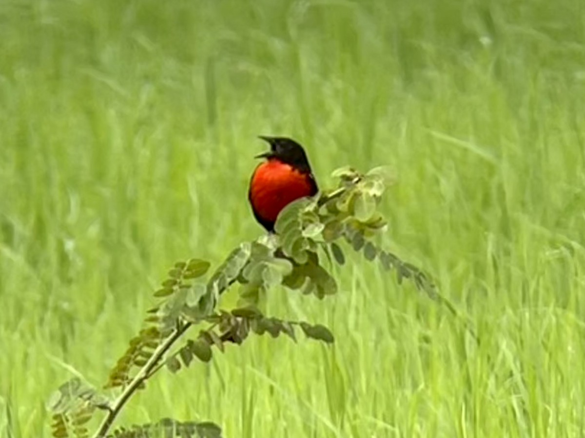 Red-breasted Meadowlark - ML457675671
