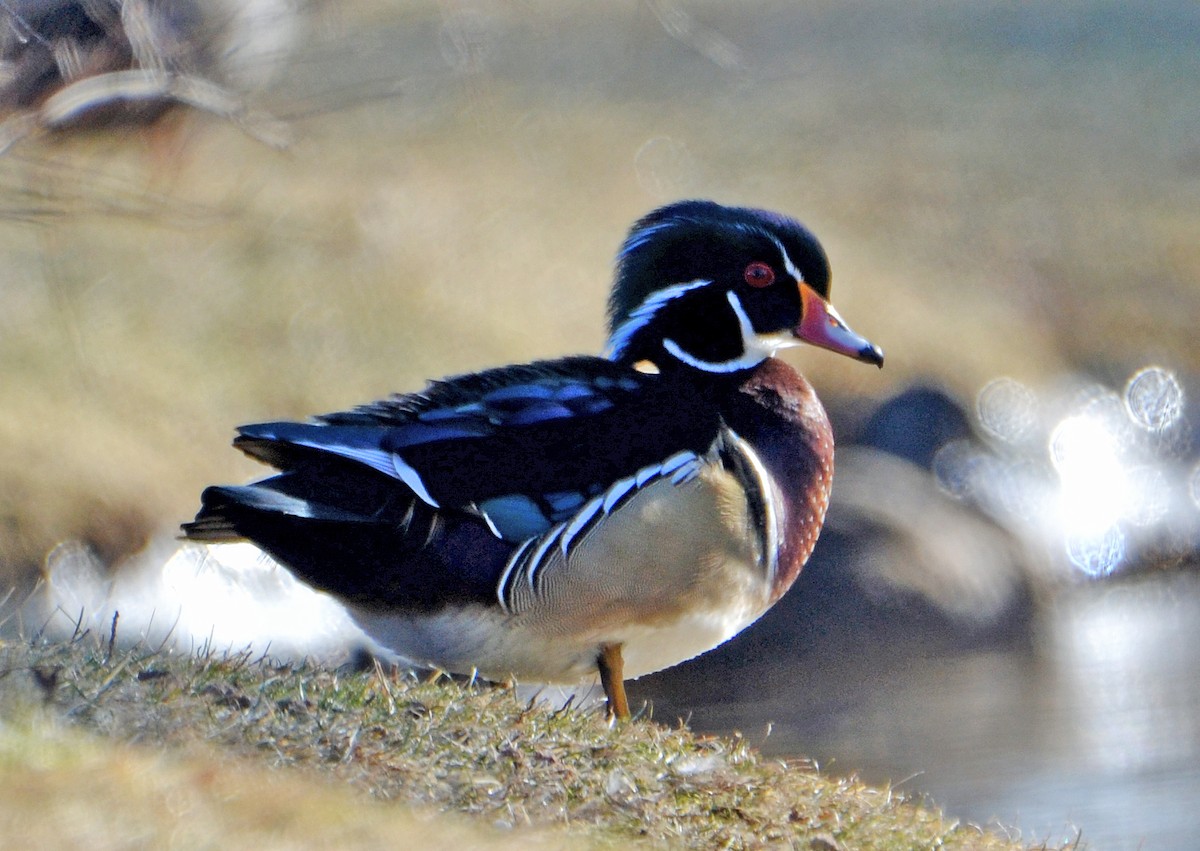 Wood Duck - ML45767611