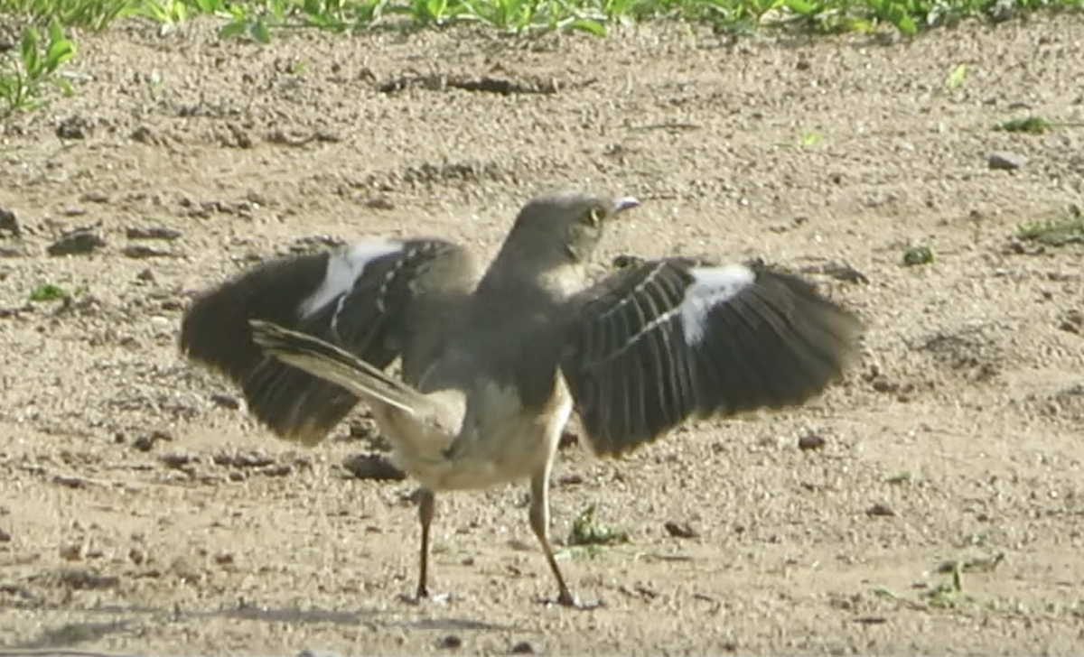 Northern Mockingbird - Nick Dawson