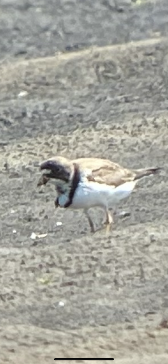 Semipalmated Plover - ML457678301