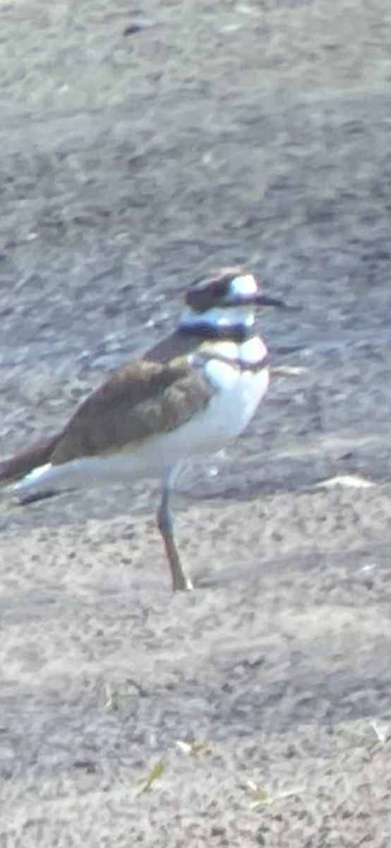 Semipalmated Plover - ML457678341