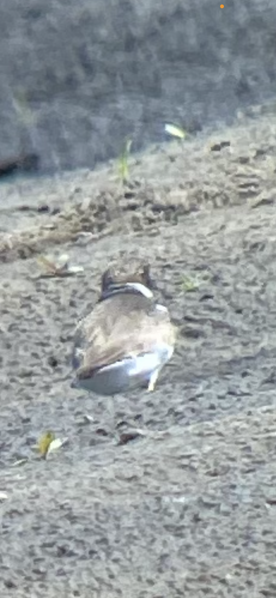 Semipalmated Plover - ML457678361