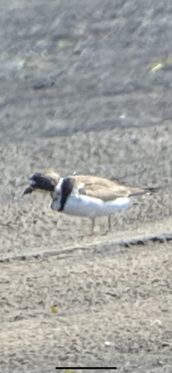 Semipalmated Plover - ML457678381