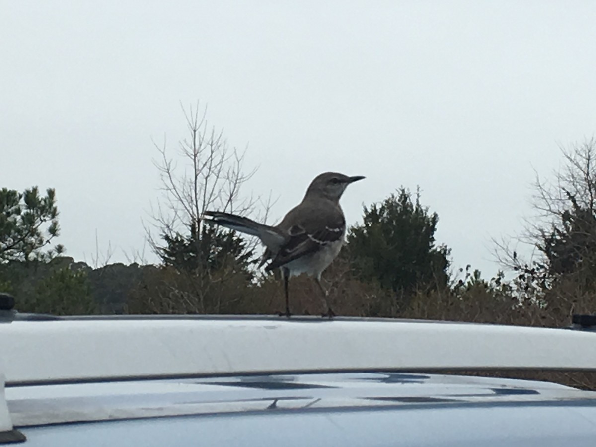 Northern Mockingbird - Max Lonzanida