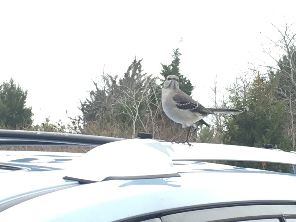 Northern Mockingbird - Max Lonzanida