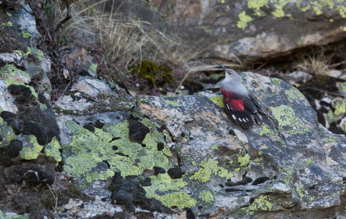 Wallcreeper - Daniel Santos