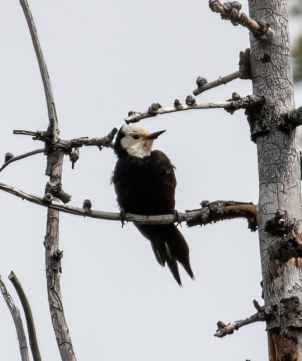White-headed Woodpecker - ML457680361