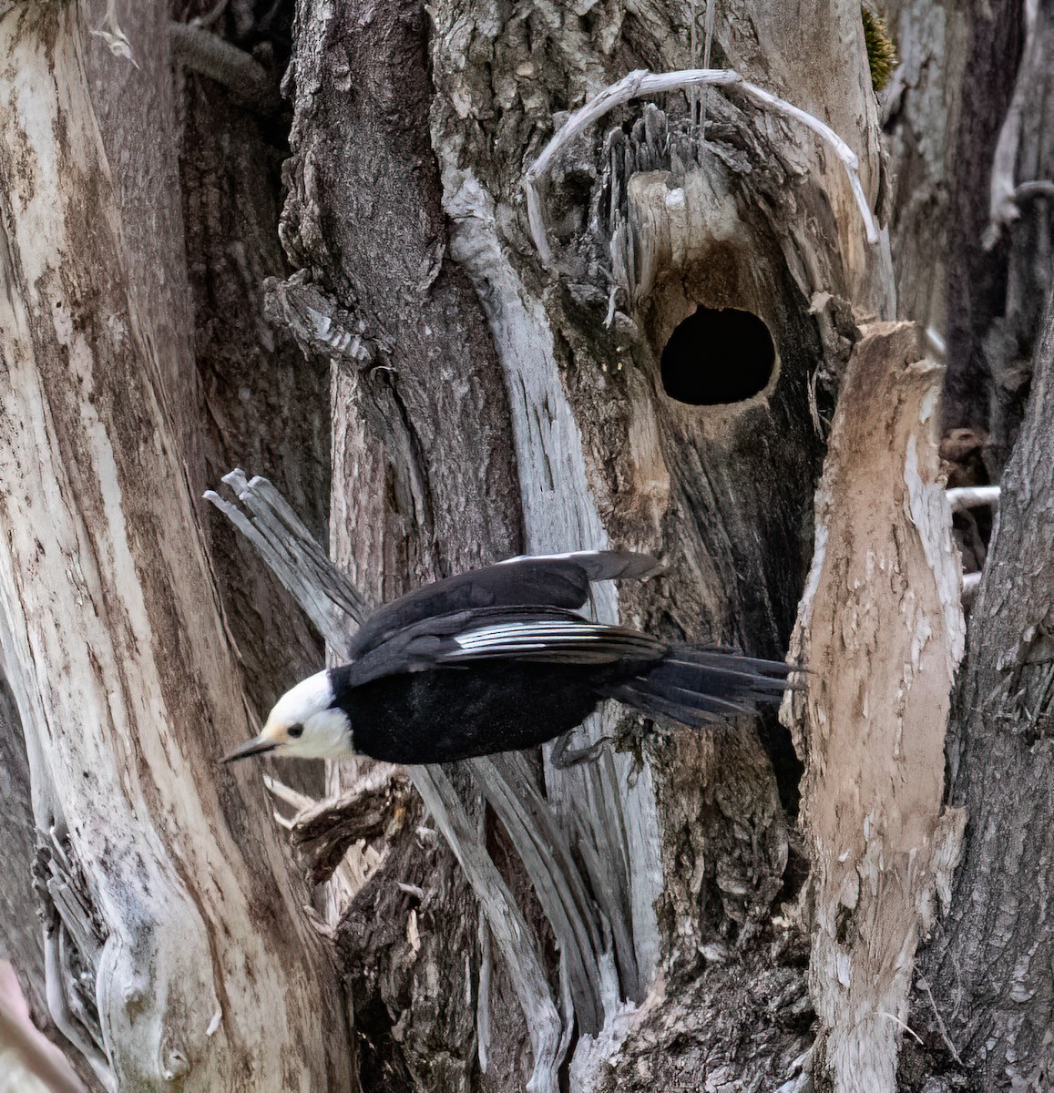 White-headed Woodpecker - ML457680501
