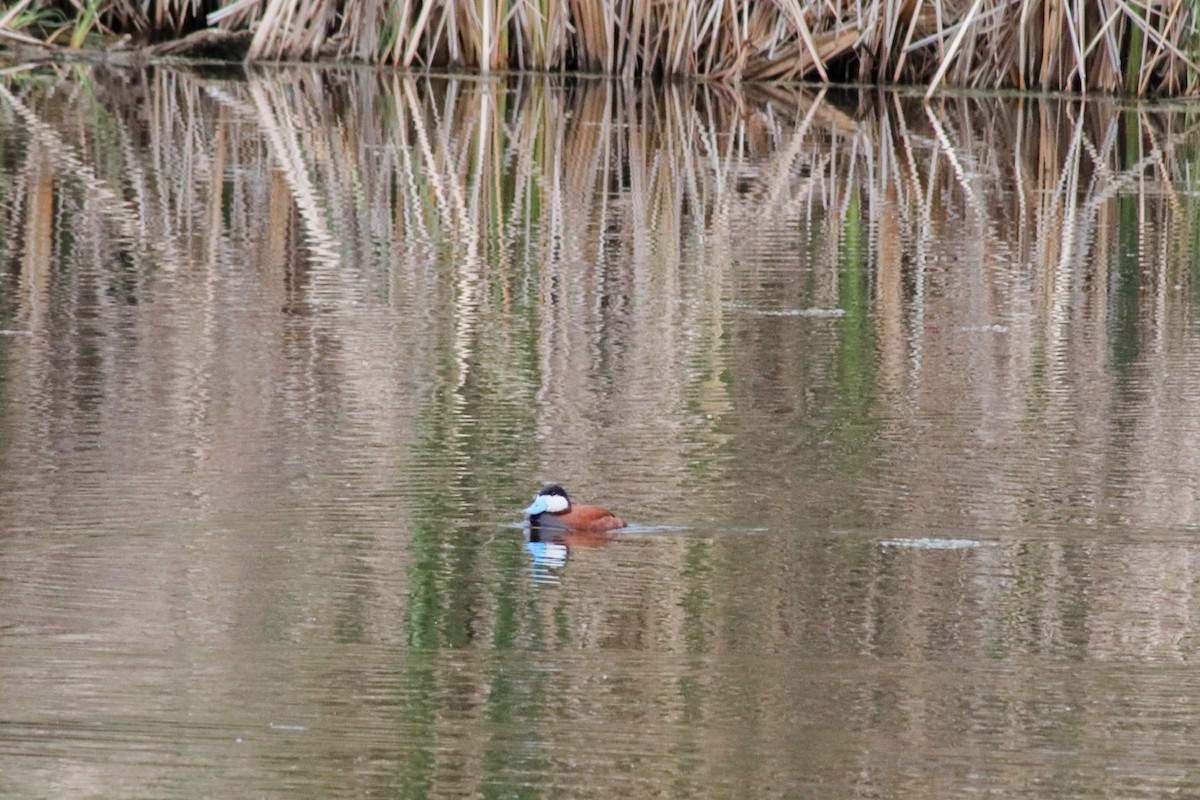 Ruddy Duck - ML457680721