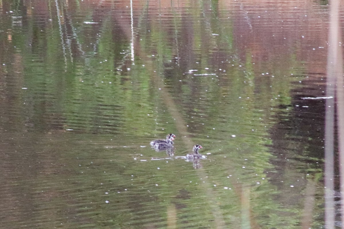 Pied-billed Grebe - ML457680761