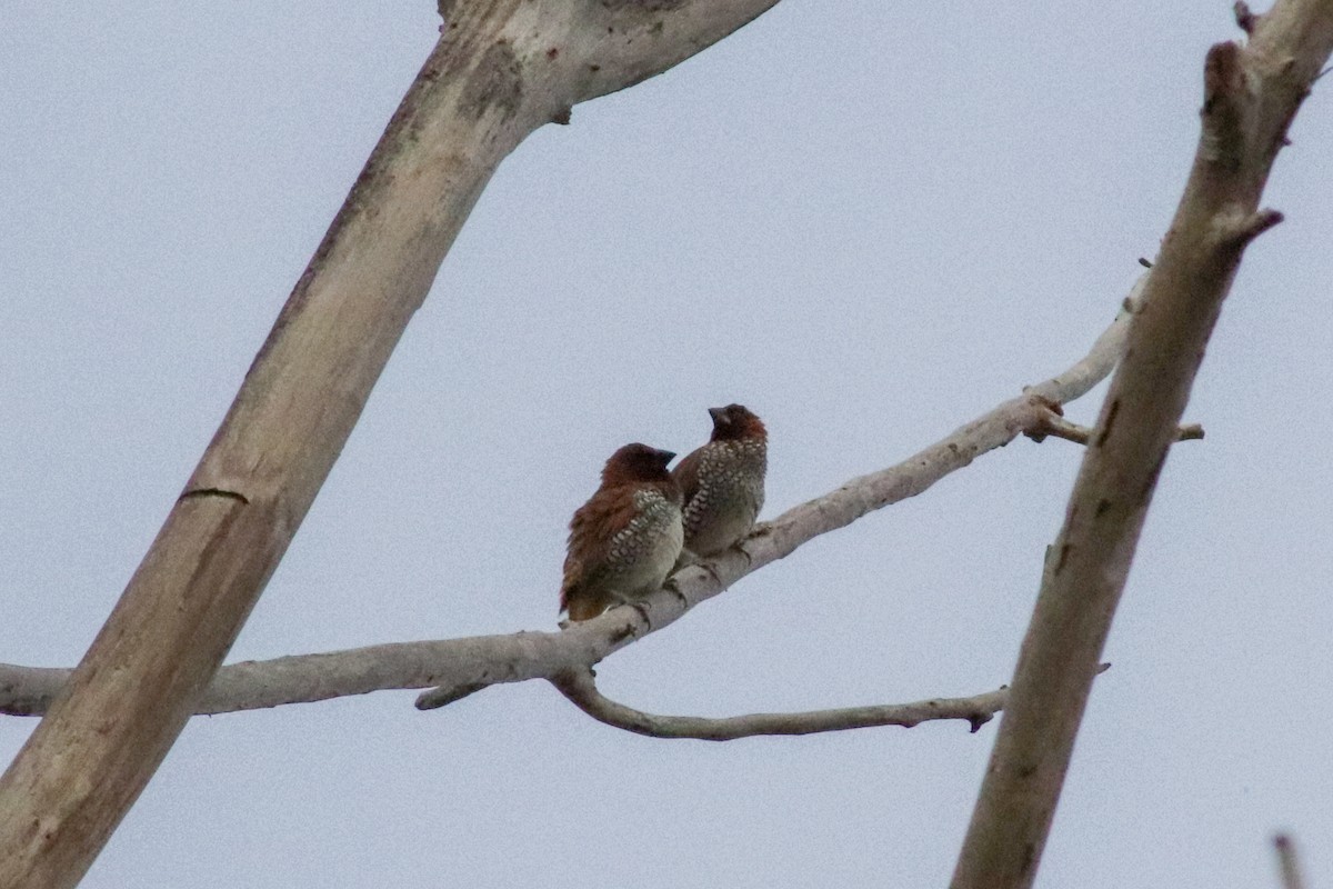 Scaly-breasted Munia - ML457680871