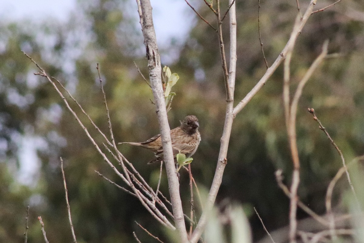 House Finch - ML457680891