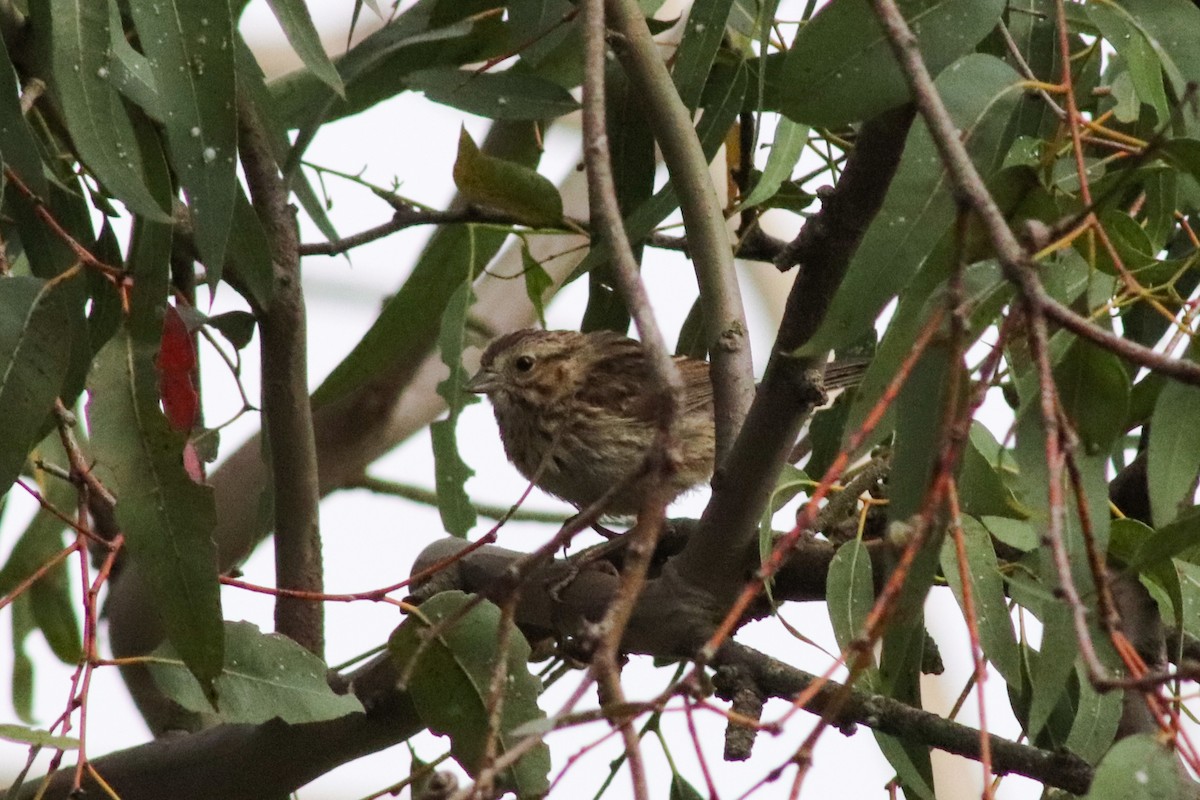 Song Sparrow - ML457680971